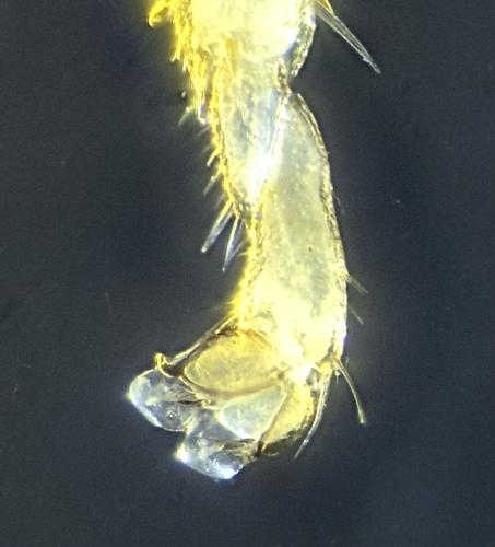 Réf. 329 669 : Streptanus sp.